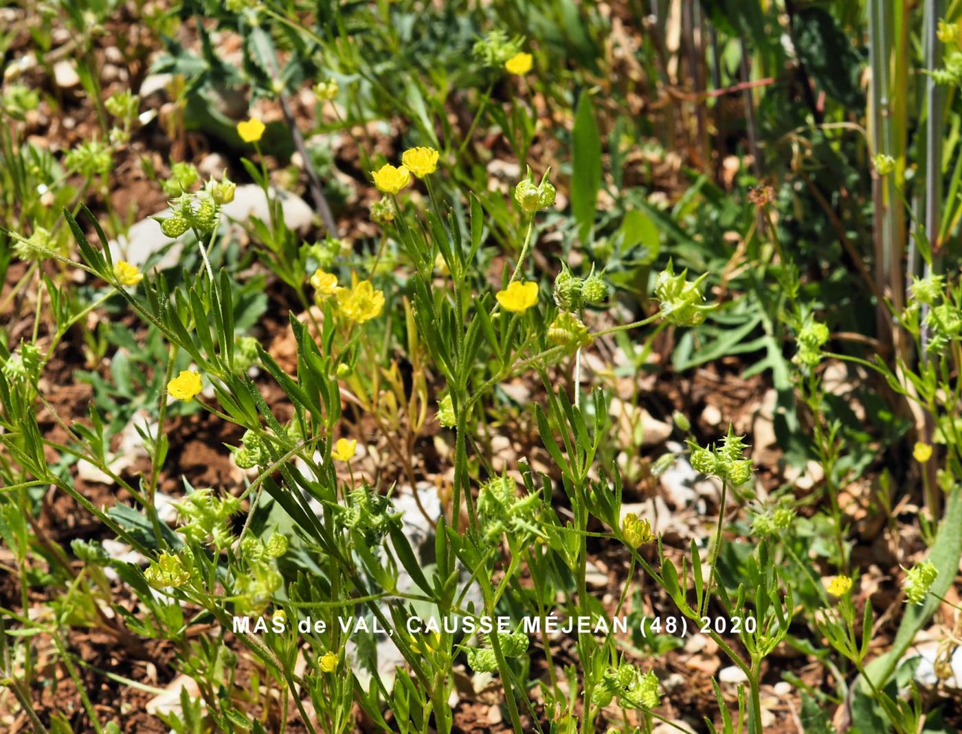 Buttercup, Corn plant